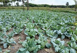  வறண்ட கரிசல் பூமியில் இங்கிலீஷ் காய்கறிகள்