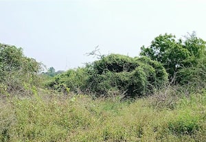  மண் திருட்டு,ஆக்கிரமிப்பால் சுருங்கும் மைதீன் ராவுத்தர் குளம்