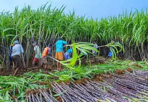 கரும்பு அறுவடைக்கு தொழிலாளர்கள் கிடைப்பதில்... ﻿ தட்டுப்பாடு மானிய விலையில் அறுவடை இயந்திரங்கள் வழங்க கோரிக்கை