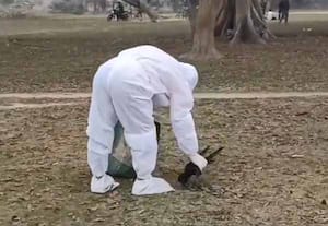 அச்சுறுத்தும் பறவைக் காய்ச்சல்; கொத்து கொத்தாக செத்துப்போன காகங்கள்; பீஹார் மக்கள் பீதி