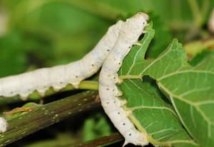  புழுக்களை கொல்லாமல் பட்டு உற்பத்தி வழியை உருவாக்கியது மும்பை ஐ.ஐ.டி.,