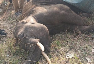  தண்டவாளத்தை கடக்க முயன்ற யானை ரயிலில் அடிபட்டு பலி