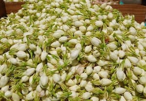  மல்லிகை  கிலோ ரூ.800