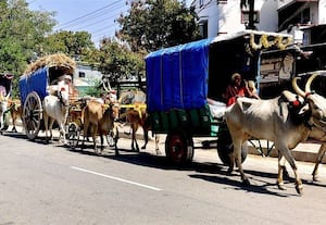  மாட்டு வண்டியில் வந்த பக்தர்கள்