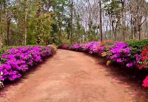 ஆயிரம் மலர்களே... மலருங்கள்... சுற்றுலா பயணியரை சுண்டி இழுக்கும் காபி எஸ்டேட்கள்