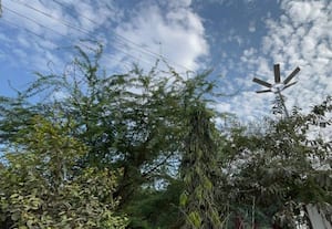  மின் கம்பிகளில் உரசும் மரக்கிளைகள் செரப்பனஞ்சேரியில் விபத்து அபாயம்