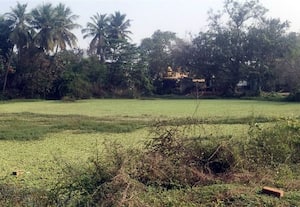  ஆகாய தாமரை சூழ்ந்த வானியன் குட்டை