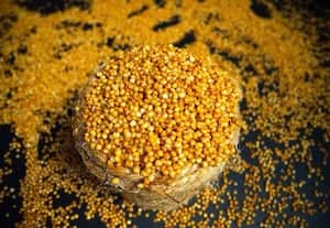  குதிரைவாலி விலை இரு மடங்கு உயர்வு