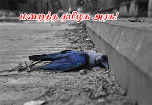 பறவை காய்ச்சலால் காகங்கள் இறப்பு எதிரொலி; கோழி இறைச்சியை நன்கு வேகவைத்து சாப்பிட அறிவுரை