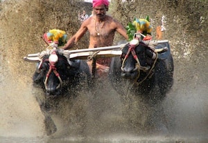  கம்பாலா போட்டி நடத்த 'ஸ்பான்சர்ஷிப்'