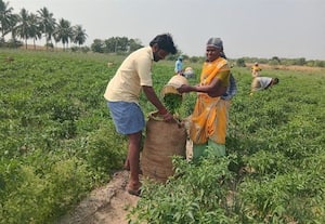  வெம்பக்கோட்டையில் மிளகாய் அறுவடை