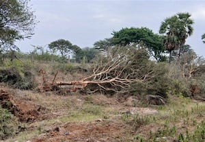  விருதலைப்பட்டியில்  மரங்கள்  வெட்டி சாய்ப்பு