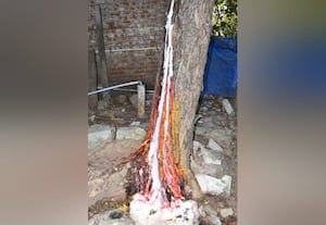  வேப்ப மரத்தில் வடிந்த பால் பக்தர்கள் சிறப்பு பூஜை