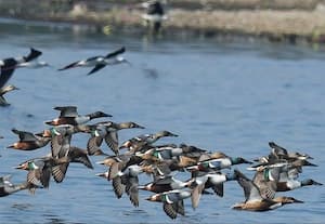  200 சாம்பல் தலை ஆள்காட்டி பறவைகள் காஞ்சிபுரம் நத்தப்பேட்டை ஏரியில் முகாம்