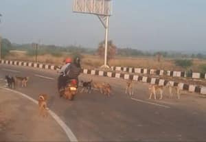  சாலையில் திரியும் நாய்களால் வாகன ஓட்டிகள் அச்சம்