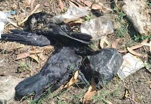  பள்ளிப்பட்டில் தொடர்ந்து பலியாகும் காகங்கள்