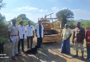  ராயசமுத்திரம் ஏரியில் 4 ஆடுகள் இறப்பு