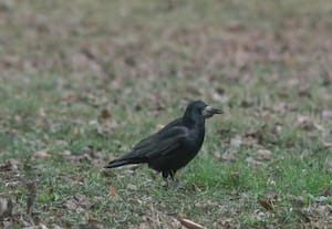 சென்னையை மிரட்டும் பறவைக் காய்ச்சல்; நூற்றுக்கணக்கான காகங்கள் உயிரிழப்பு