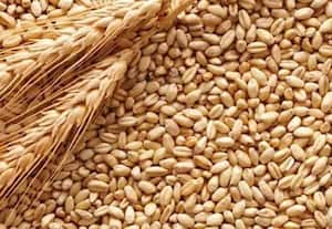  கோதுமை இருப்புக்கான வரம்பை நீக்கியது அரசு