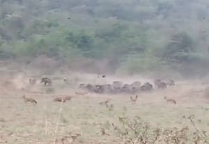  குட்டியை வேட்டையாடிய செந்நாய்களை விரட்டிய பன்றிகள்