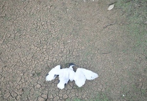  சரணாலயத்திற்கு மணிமுத்தாறு நீர் இல்லை;  வலசை பறவைகள் உயிரிழக்கும் பரிதாபம்