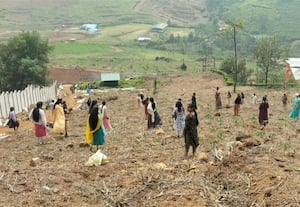  வனத்தீ ஏற்பட்ட இடங்களில் பழவிதை உருண்டைகள் விதைப்பு ; களம் இறங்கிய கல்லூரி மாணவியர்