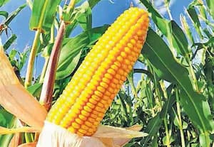  'மக்காச்சோளத்துக்கு குறைந்தபட்ச உத்தரவாத விலை வேண்டும்'