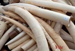  யானை தந்தங்கள் 700 கிலோ அழிப்பு