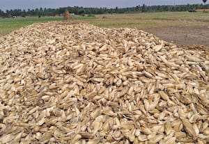  மக்காச்சோளம் விலை வீழ்ச்சி விவசாயிகள் பெரும் கவலை