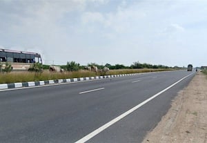  நான்கு வழிச்சாலையில் மாடுகளை மேய விடுவதால் விபத்து அச்சம்