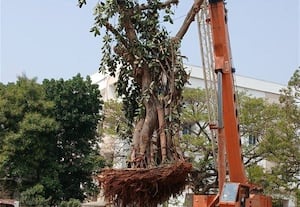  ஆலமரம் ஒன்று... வேம்பு இரண்டு வேரோடு பெயர்த்தெடுத்து மறுநடவு