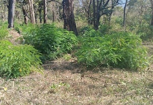  முதுமலை வனத்தில் அன்னிய மரங்கள் மீண்டும் வளர்வதால் வேரோடு அகற்றணும்: வன விலங்குகள் பாதுகாப்புக்கு வனத்துறை ஆய்வு அவசியம்