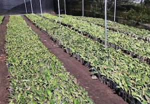  தொட்டபெட்டா தேயிலை பூங்காவில் 30 ஆயிரம் தேயிலை நாற்றுகள் தயார்