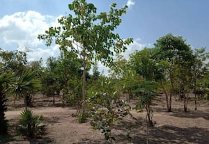 எதிர்பார்ப்பு    குறுங்காடுகளில் கருகி வரும் மரக்கன்றுகள்; l பராமரிப்பின்றி சுற்றுச்சூழல் பாதிக்கும் அபாயம்