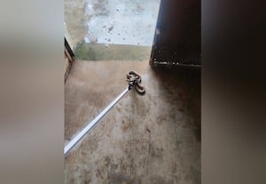  ரிஷிவந்தியம் பெண்கள் பள்ளி சமையலறையில் புகுந்த நாக பாம்பு