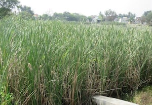  கோரைப்புல் வளர்ந்துள்ள இலுப்பகுளத்தை சீரமைக்க ஏனாத்துார் மக்கள் வலியுறுத்தல்