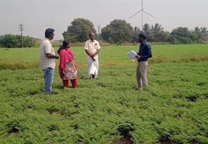 கொண்டைக்கடலை சாகுபடியை மீட்க... ﻿ புதிய ரகங்கள்! விதைப்பண்ணை அமைத்து ஆய்வு