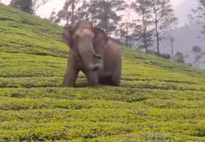  எஸ்டேட்டில் ஒற்றை யானை உலா