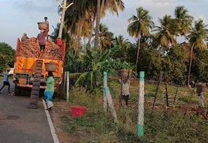 கள்ளக்குறிச்சியில் ' 'சேகோ' ' ஆலை அமைக்க விவசாயிகள்... ﻿ கோரிக்கை   போக்குவரத்து செலவு, ஆட்கள் கூலி உயர்வால் நஷ்டம்