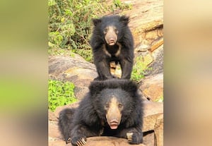  அரிய விலங்குகள் காணப்படும் சோம்பல் கரடி சரணாலயம்