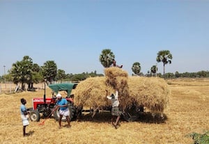  விளை நிலத்தில் வைக்கோல் சேகரிக்கும் பணி தீவிரம்