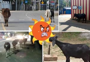 வெயிலுக்கு கால்நடைகள் பாதிக்க வாய்ப்பு ﻿ கவனம்   விழிப்புணர்வுடன் பராமரிப்பது அவசியம்