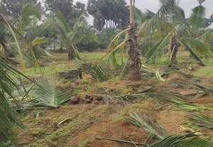  ராஜபாளையத்தில் தென்னை மரங்களை சேதப்படுத்திய யானைகள்