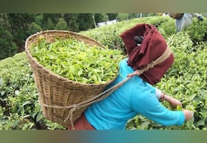  அதிக பசுந்தேயிலை வழங்கும் விவசாயிகளுக்கு ஊக்கத்தொகை