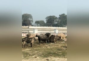  பன்றி தொல்லைக்கு தீர்வு காணாவிட்டால் போராட்டம் நடத்துவோம்: மக்கள் ஆவேசம்