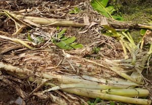 காட்டுப்பன்றிகளை சுட்டுக் கொல்ல ﻿ வனத்துறையால் முடியல:துப்பாக்கியும் இல்ல, பயிற்சியும் தரல