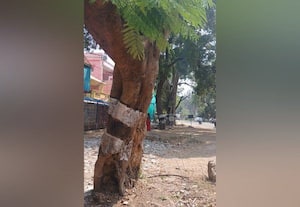  சாயும் நிலையில் ஆபத்தான மரம்