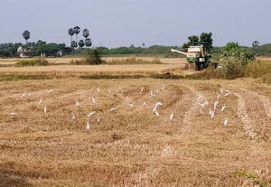  அறுவடையின் போது வயல்களில் குவியும் வெள்ளை கொக்குகள்
