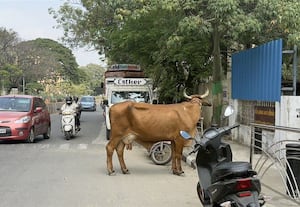  மத்திய சென்னை மாடுகள் உலாவுவதால் ஐ,சி.எப்.,பில் விபத்து பீதி
