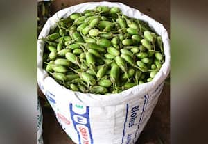  இரு மடங்காக விலை உயர்ந்த பச்சை கத்தரிக்காய்